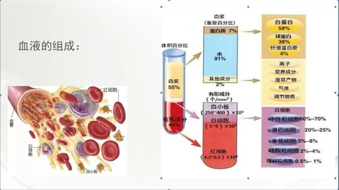 血液的组成